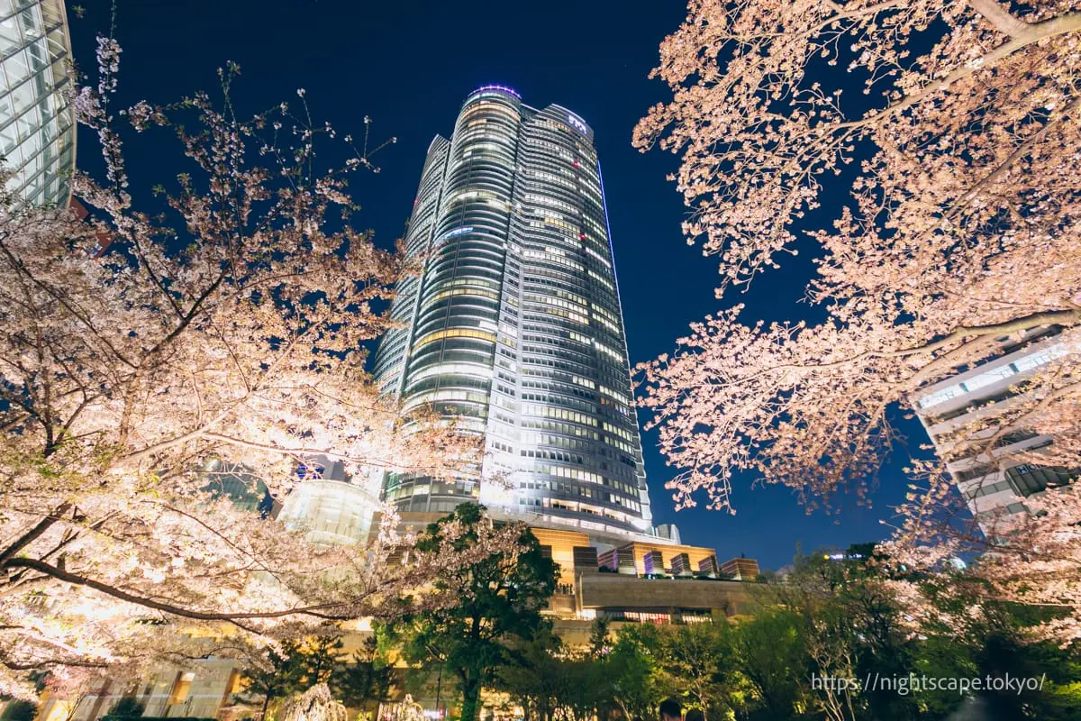 Night view from Mohri Garden Cherry Blossom Illumination 2025