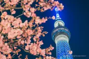 Illuminated Tokyo Skytree with Kawazu cherry blossoms