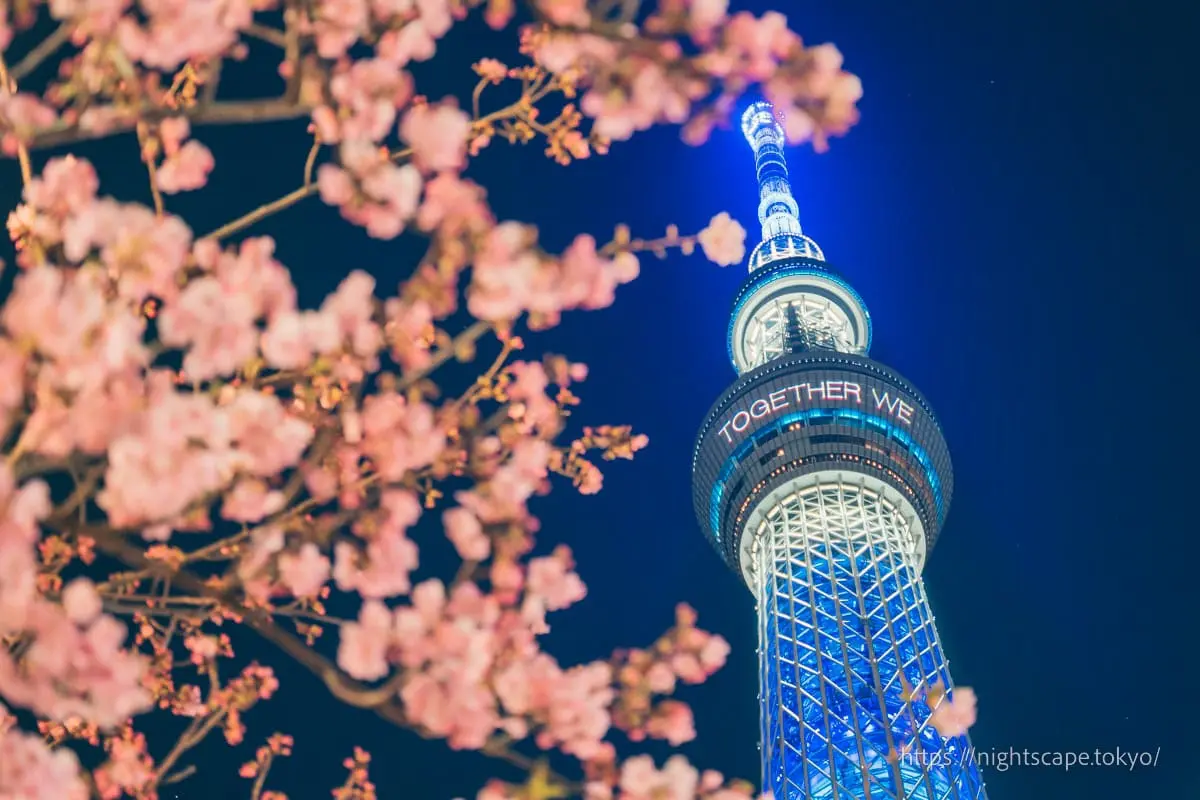Tobu Bridge Kawazu Cherry Blossom Illumination 2025の夜景