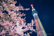 Illuminated Tokyo Skytree with Kawazu cherry blossoms