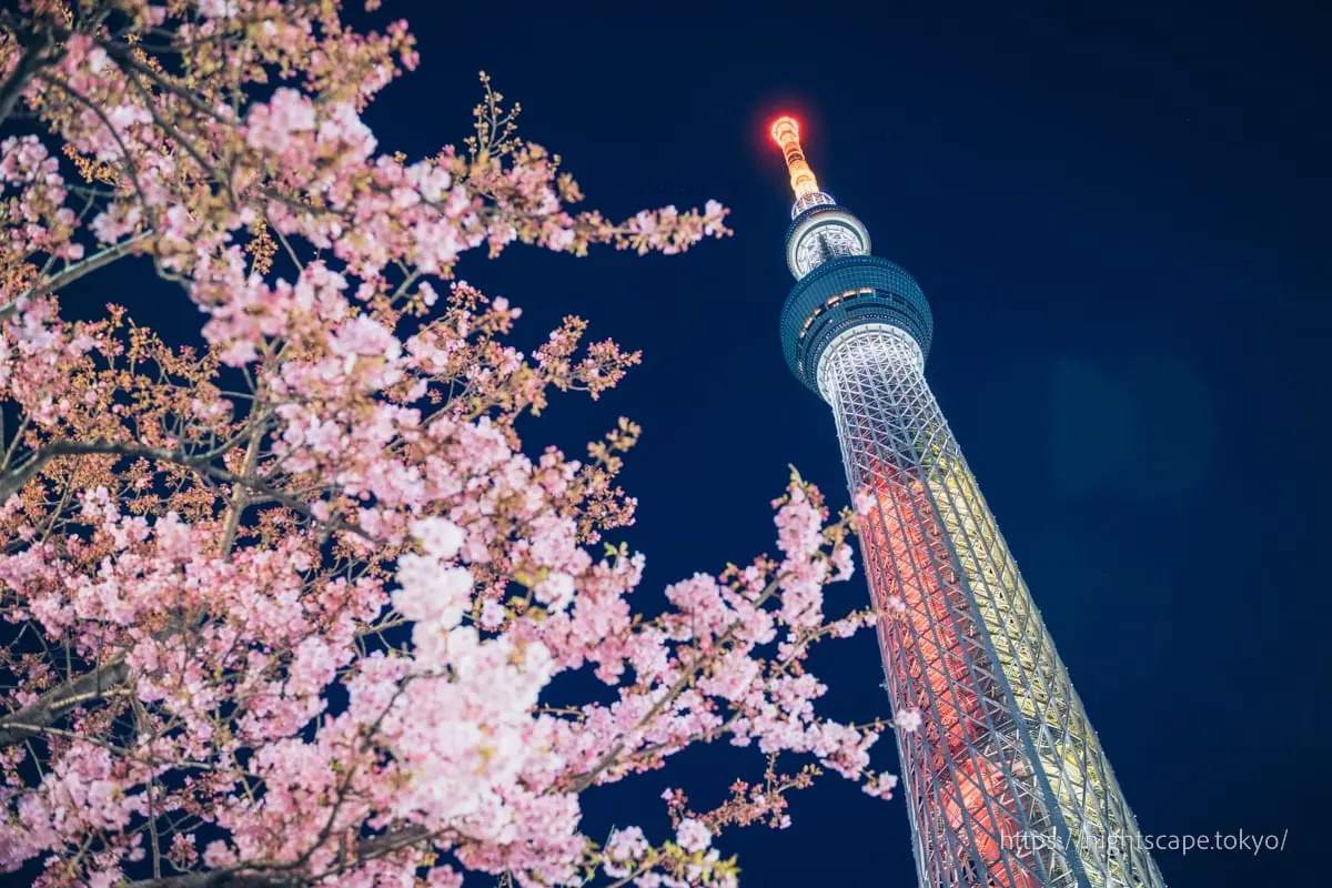 Illuminated Tokyo Skytree with Kawazu cherry blossoms