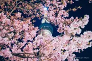Illuminated Tokyo Skytree with Kawazu cherry blossoms
