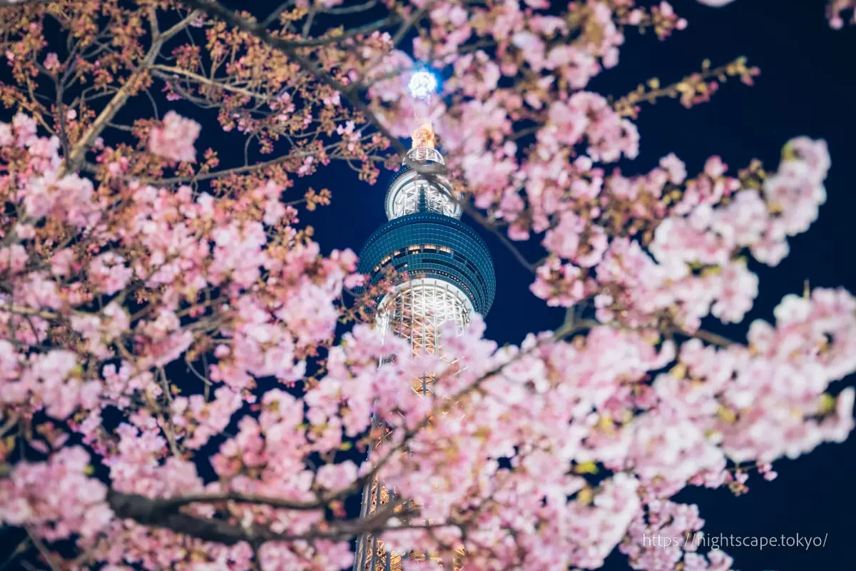 Illuminated Tokyo Skytree with Kawazu cherry blossoms