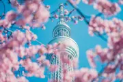 Tokyo Skytree with Kawazu cherry blossoms