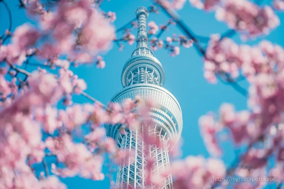 Tokyo Skytree with Kawazu cherry blossoms