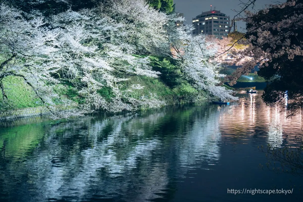 Cherry blossom illumination reflecting on the moat's water surface