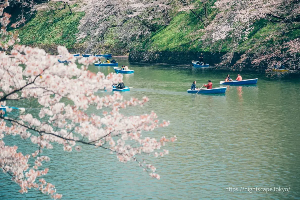 Chiyoda Cherry Blossom Festival at Chidorigafuchi Green Way