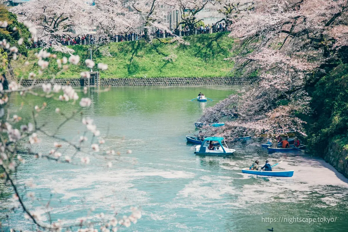 People enjoying illuminated night cherry blossoms from boats
