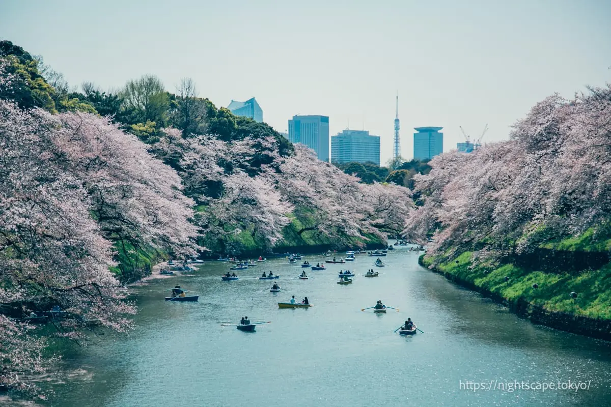 Chiyoda Cherry Blossom Festival at Chidorigafuchi Green Way