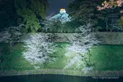 야벚꽃 라이트업