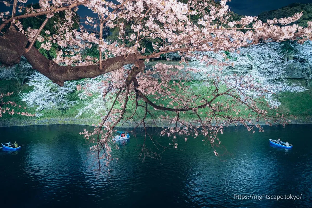 Night cherry blossom illumination
