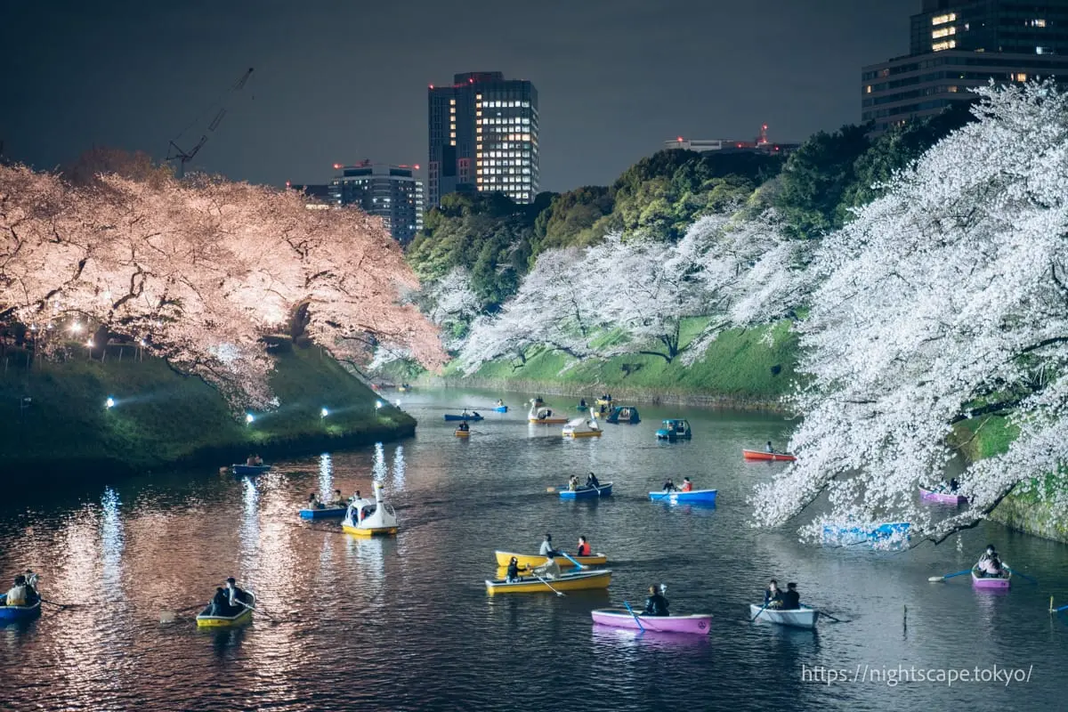 Chiyoda Cherry Blossom Festival at Chidorigafuchi Green Way