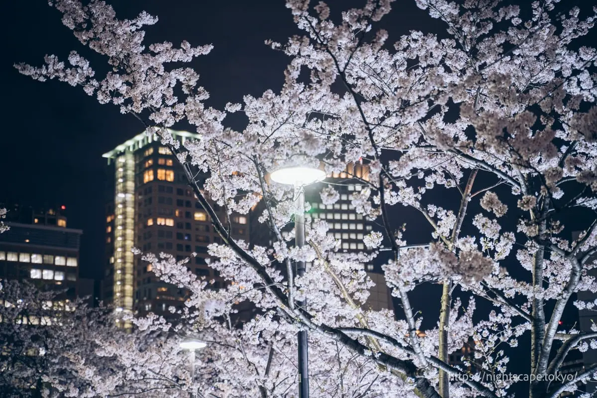 區立五反田親水廣場的夜櫻
