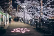 구립 고탄다 후레아이 수변광장의 야벚꽃 라이트업