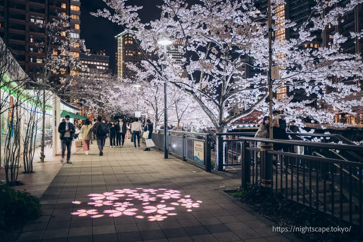Meguro River Cherry Blossom Illumination 2025の夜景