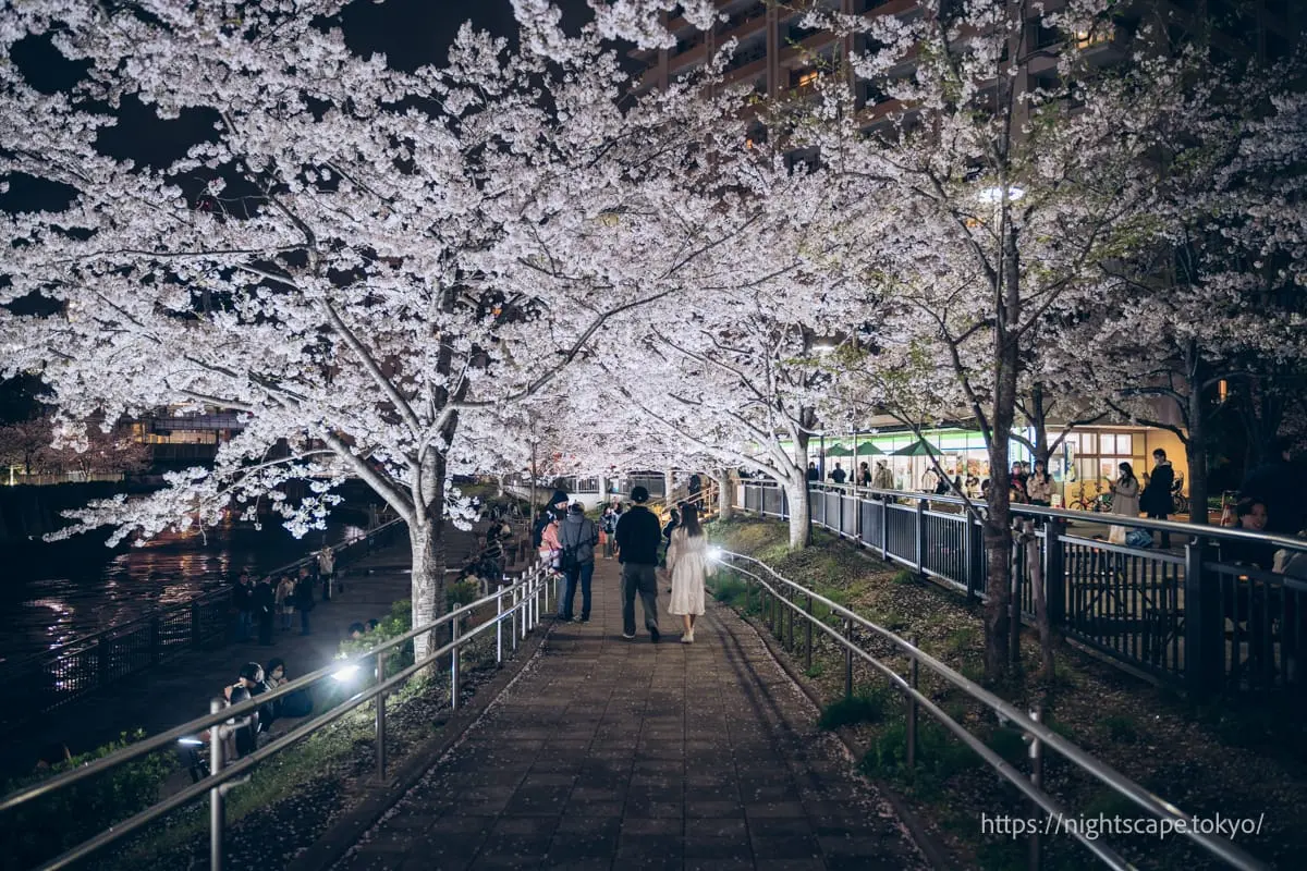 五反田親水廣場舉辦的夜櫻燈飾活動現場
