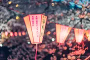 나카메구로 벚꽃축제의 봉봉이