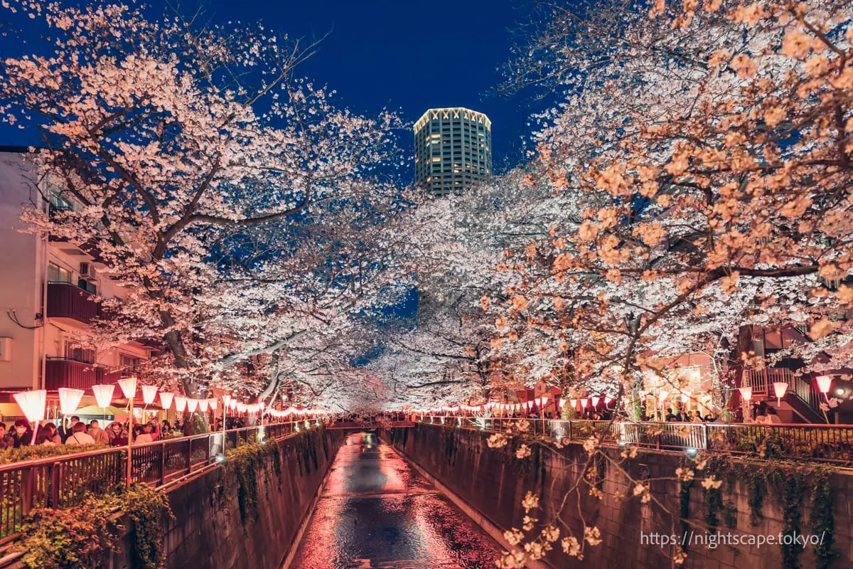 Nakameguro Atlas Tower and nighttime cherry blossoms