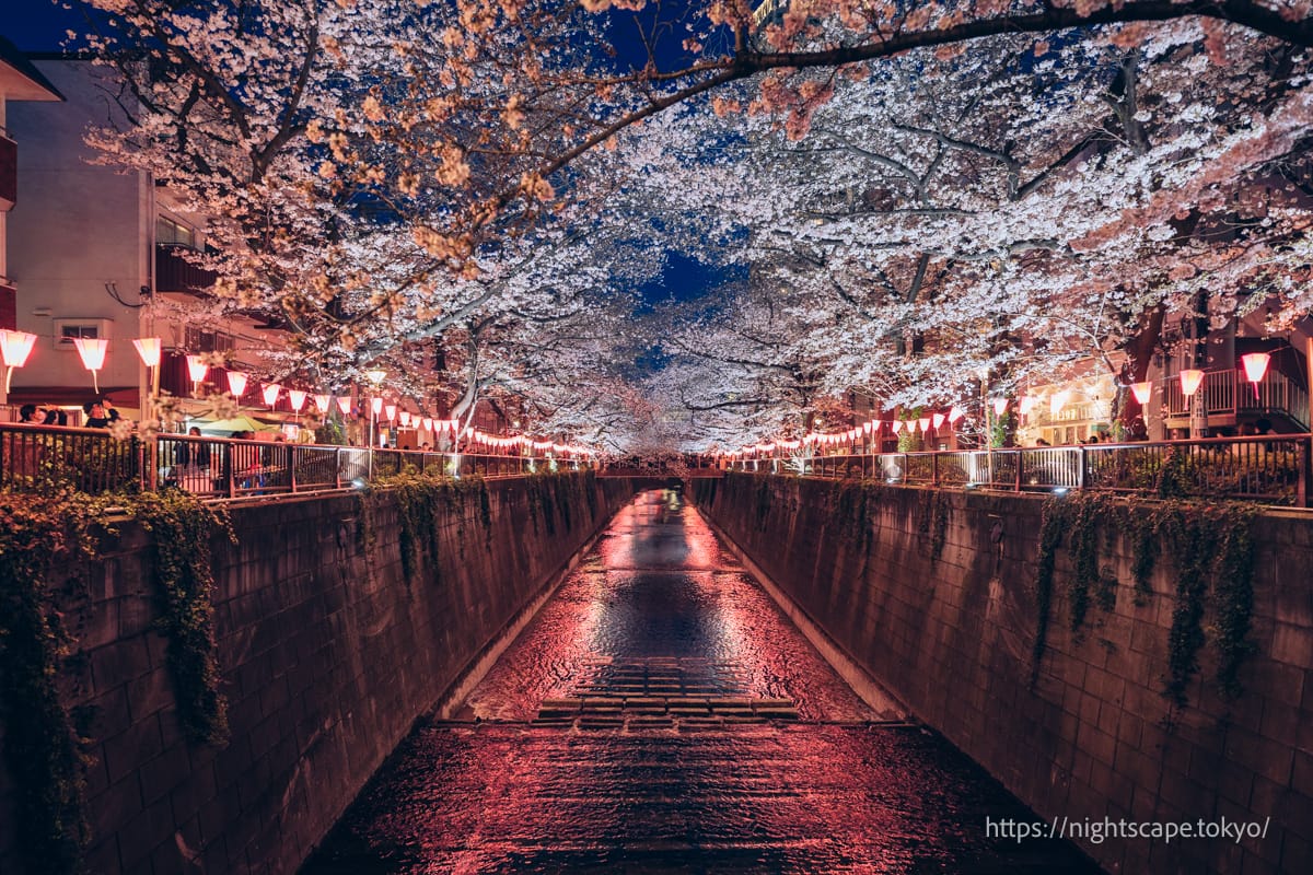 中 目黒 桜 ライト アップ
