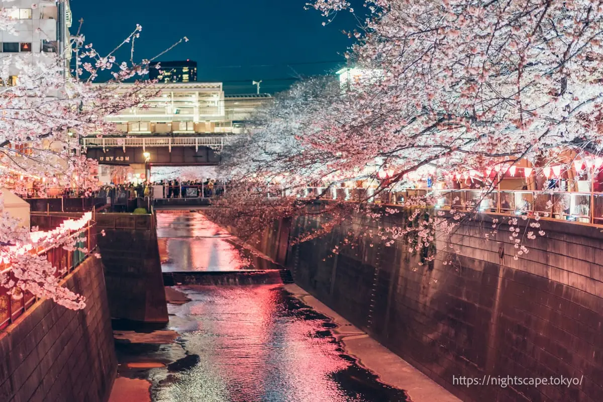 Nakameguro Station and nighttime cherry blossom illumination