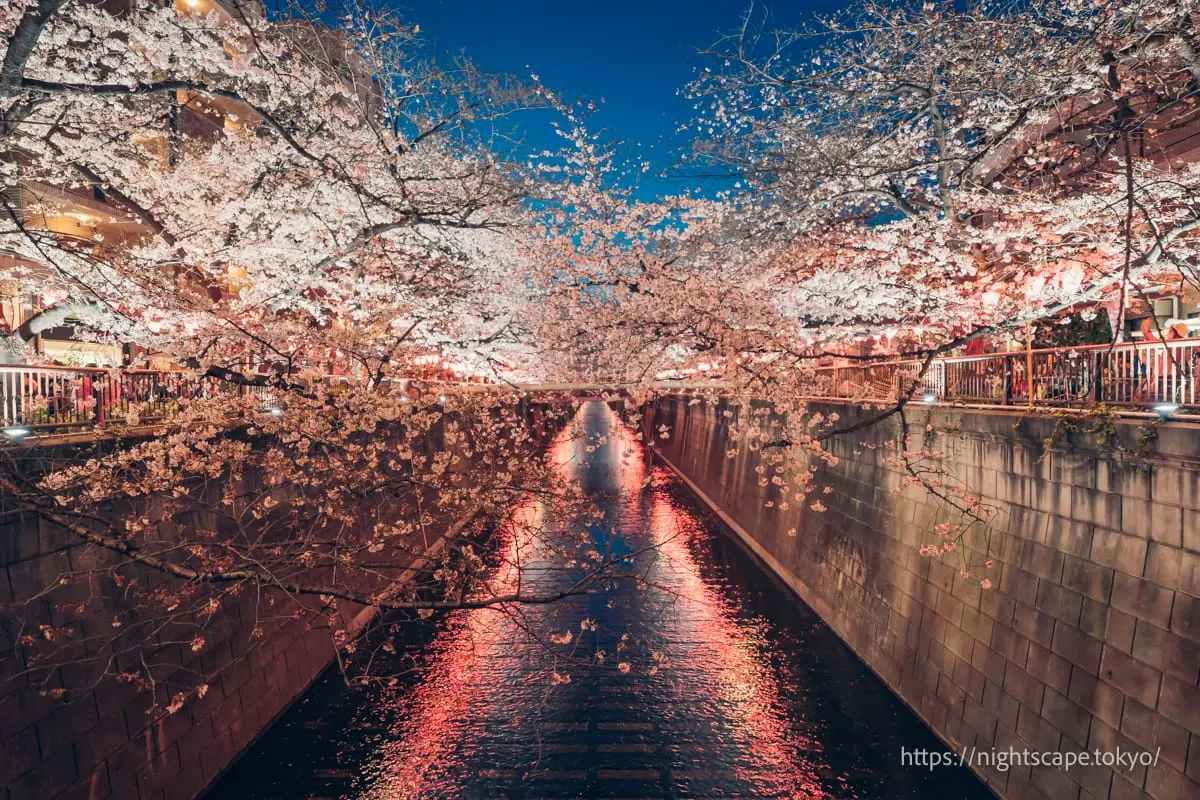 Nighttime cherry blossom illumination reflected on Meguro River surface