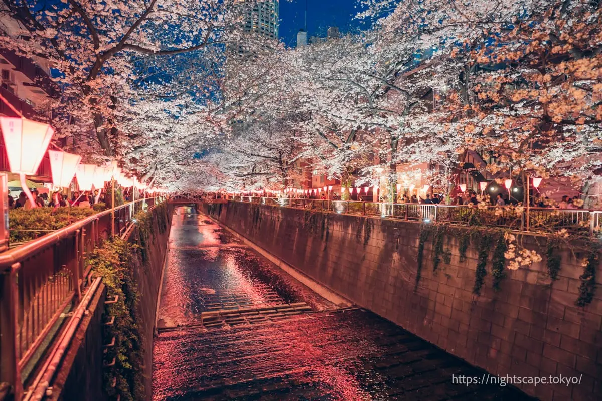 Beautiful nighttime cherry blossom illumination along Meguro River