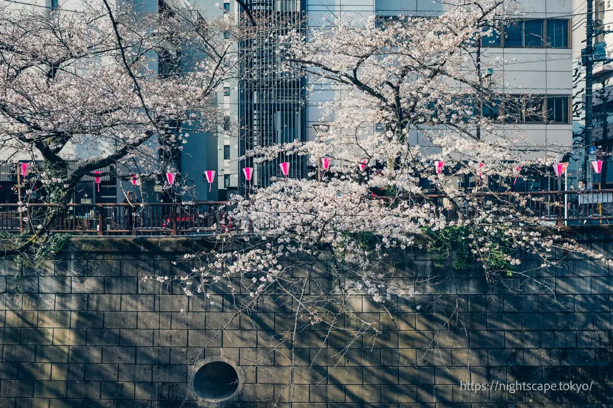 Early morning scene of Meguro River