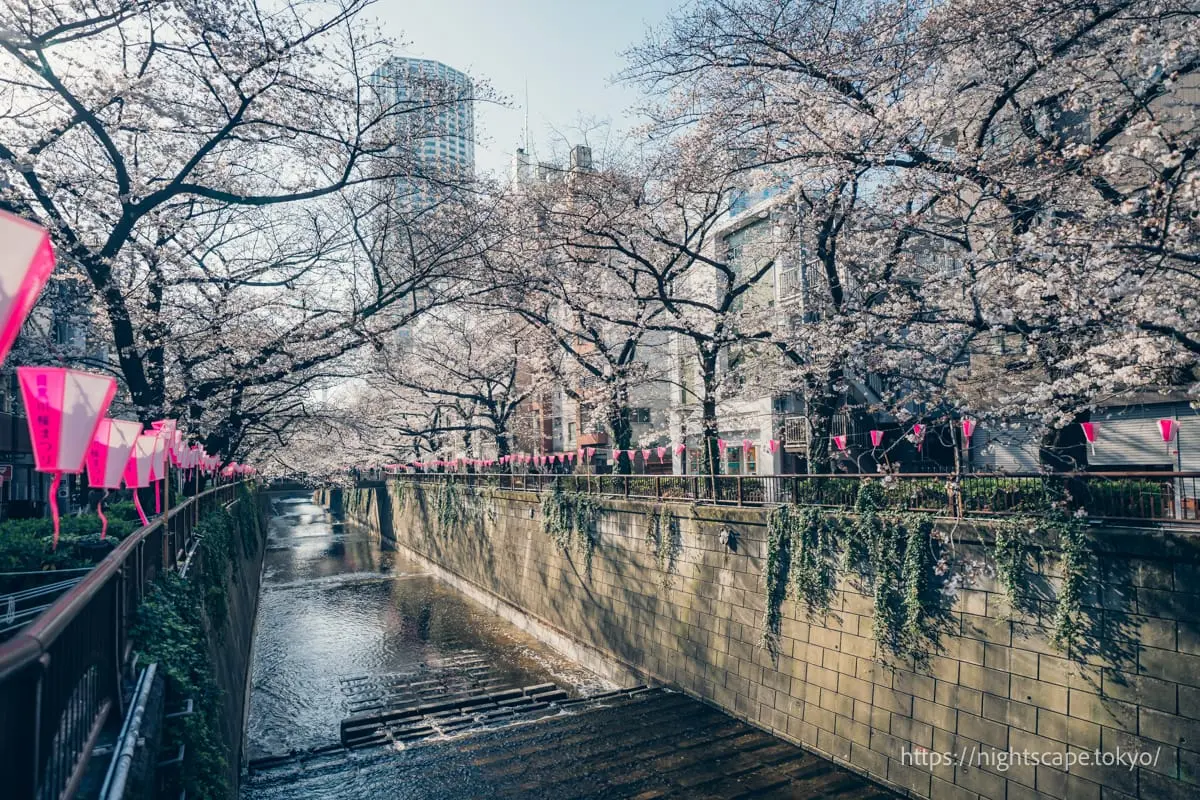 Nakameguro Atlas Tower and cherry blossoms