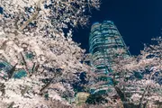 모리정원에서 바라본 야벚꽃과 모리타워