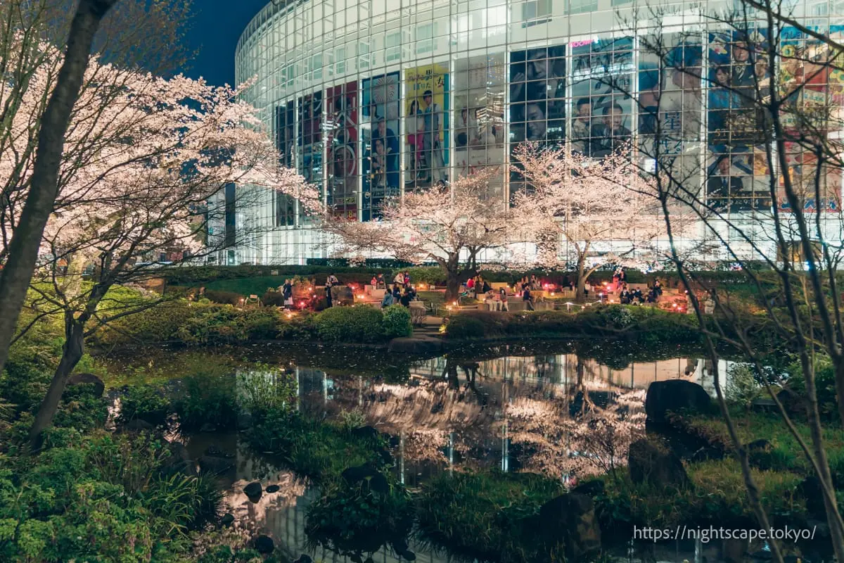 Night cherry blossom illumination reflected in Mohri Pond
