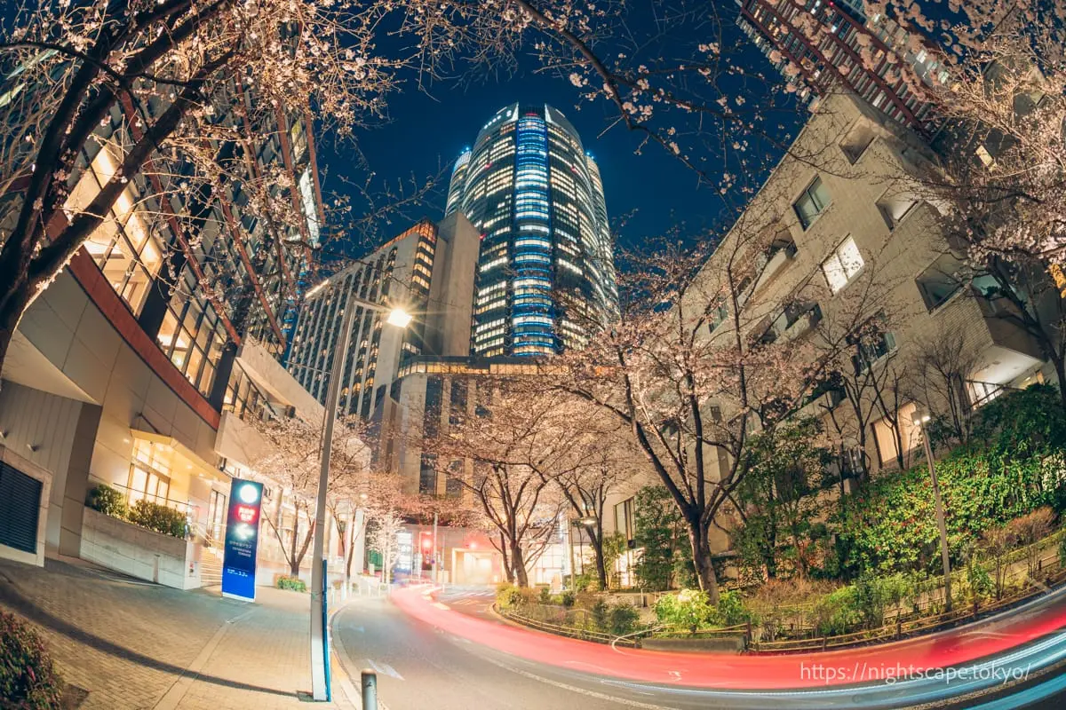 Roppongi Sakura-dori Cherry Blossom Illumination 2025の夜景