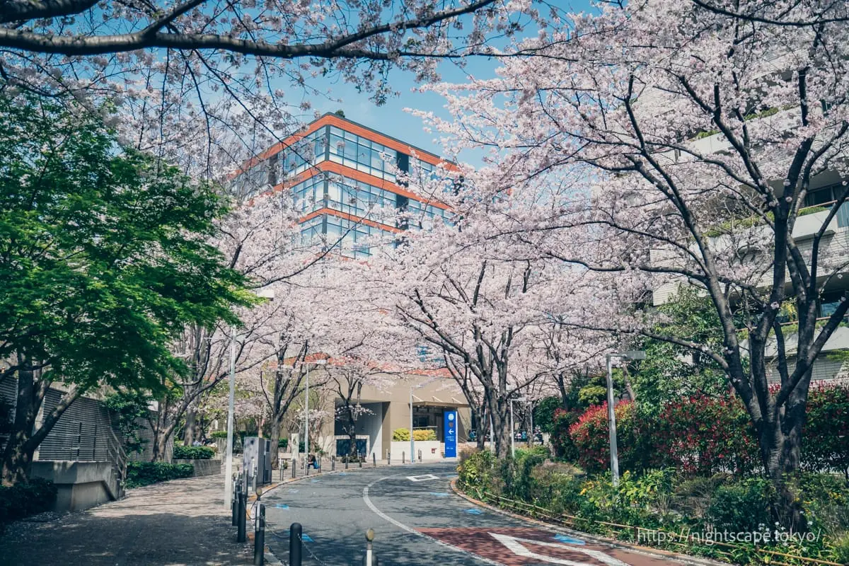 롯폰기 힐즈 케야키자카 테라스와 벚꽃