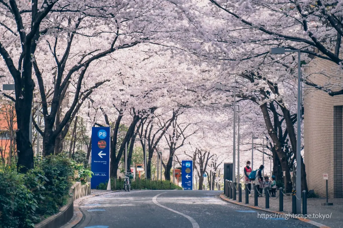 롯폰기 사쿠라도리의 벚꽃 터널