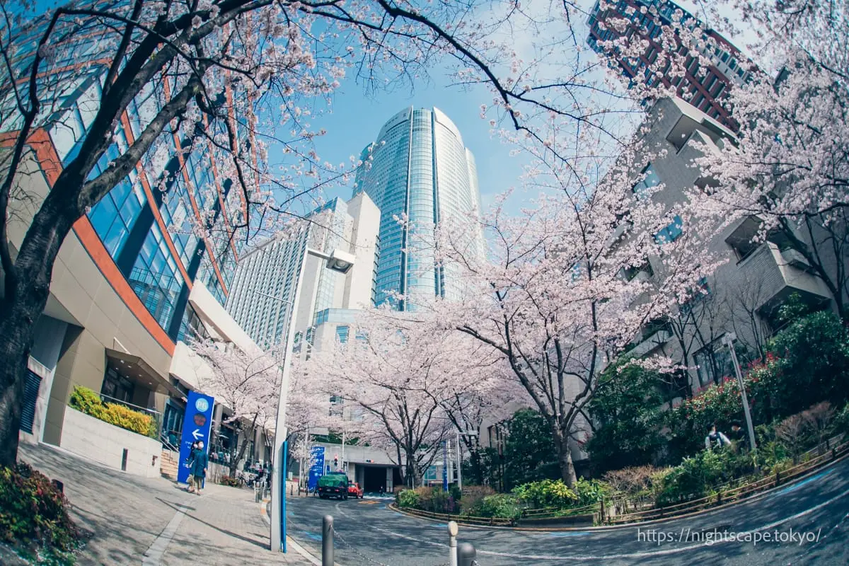 롯폰기 힐즈와 벚꽃