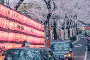 사쿠라 거리를 오가는 택시