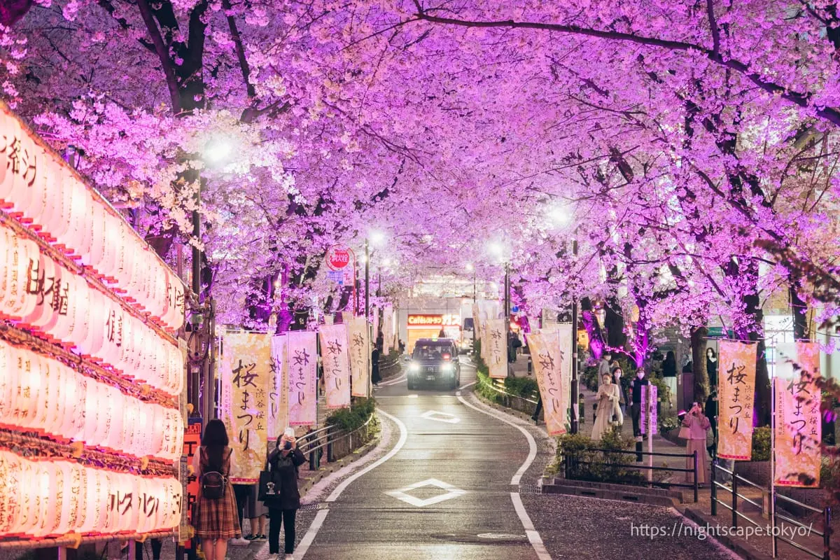 2025 Shibuya Cherry Blossom Festivalの夜景
