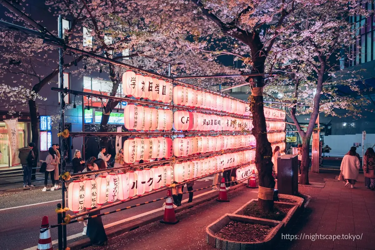 桜まつりの提灯