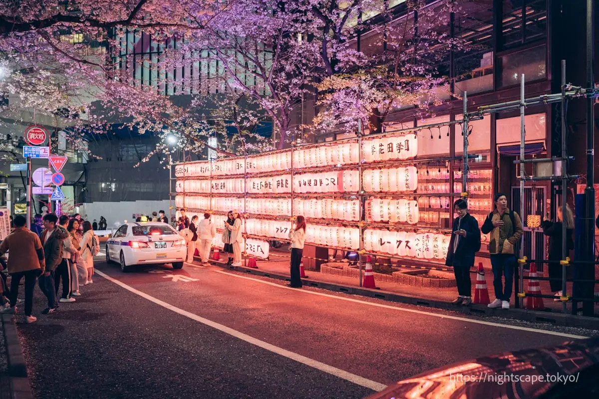 桜まつりの提灯
