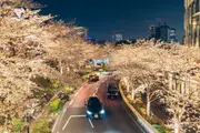 사쿠라 거리를 오가는 자동차