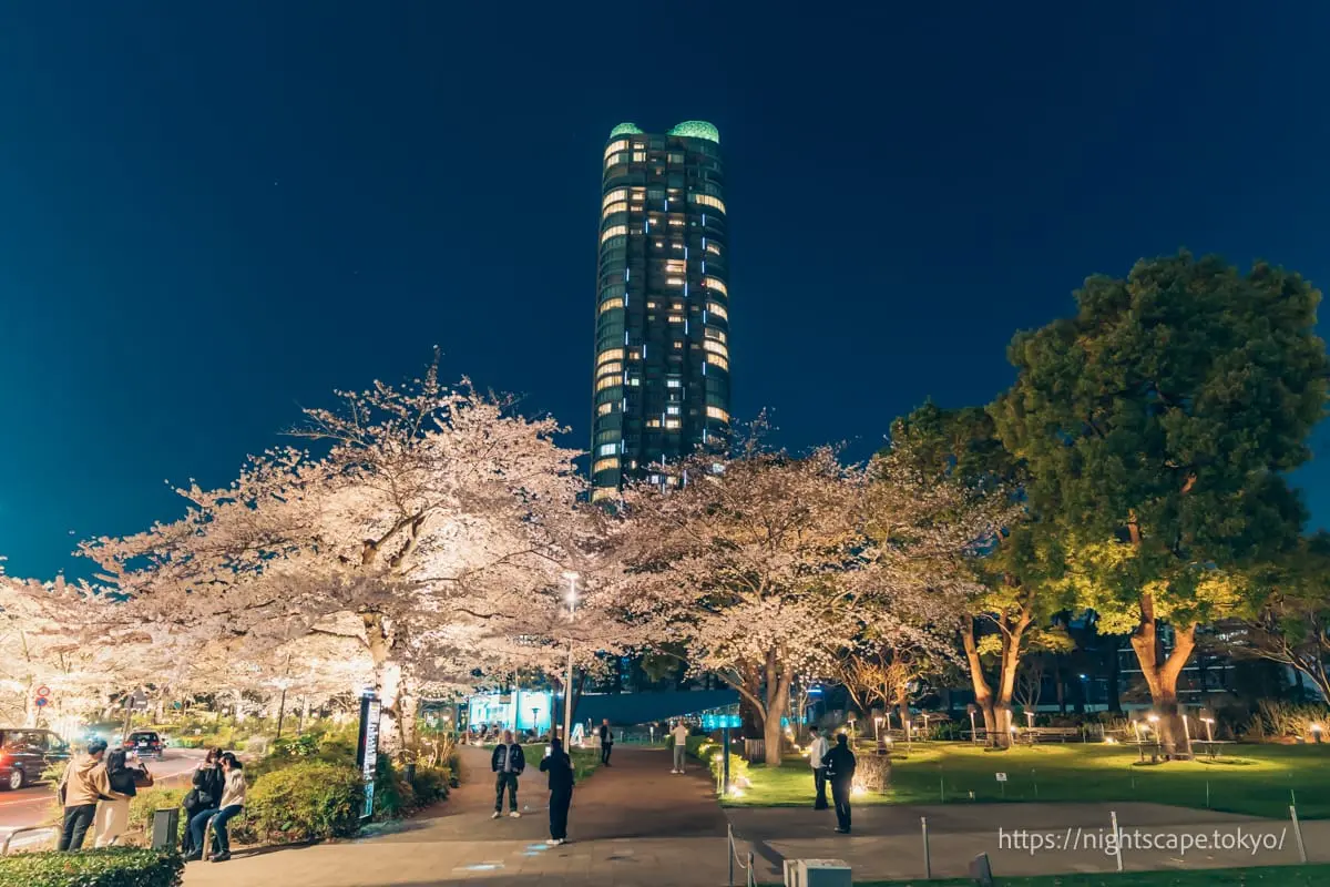 夜櫻與高層建築
