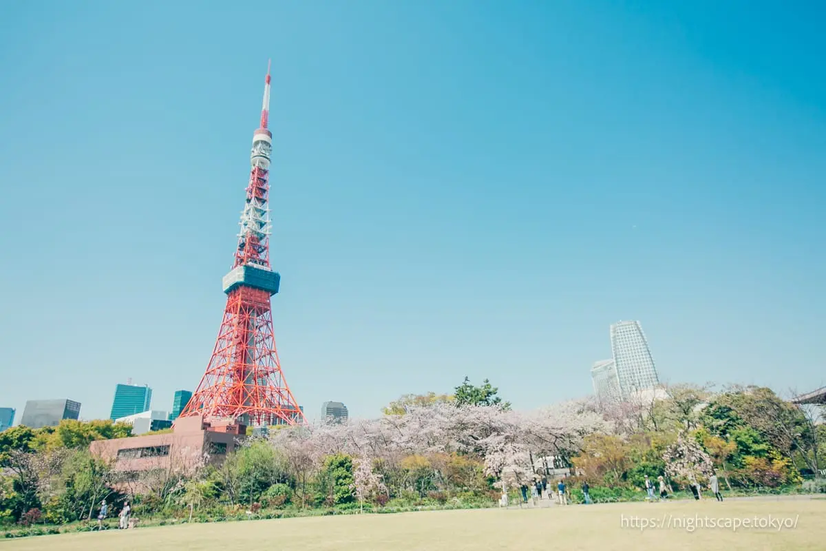 東京タワーと桜