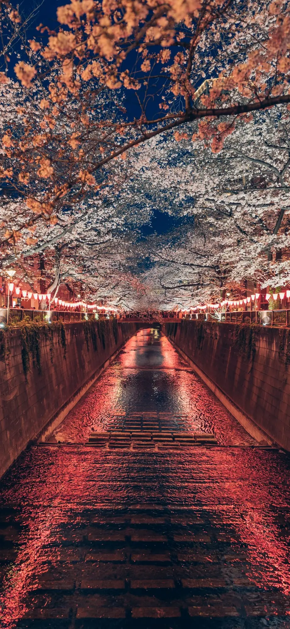 目黑川夜間櫻花燈飾