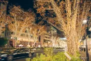表參道 芬迪聖誕燈飾 2025夜景 圖片2