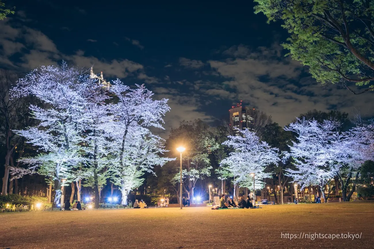 夜桜がライトアップされる光景
