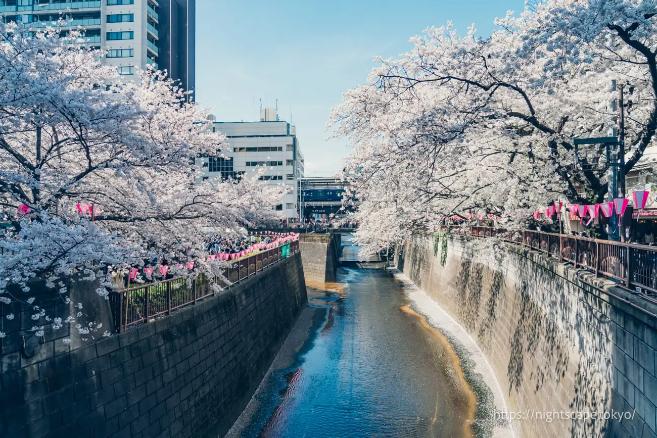 Full bloom cherry blossoms around Meguro River area