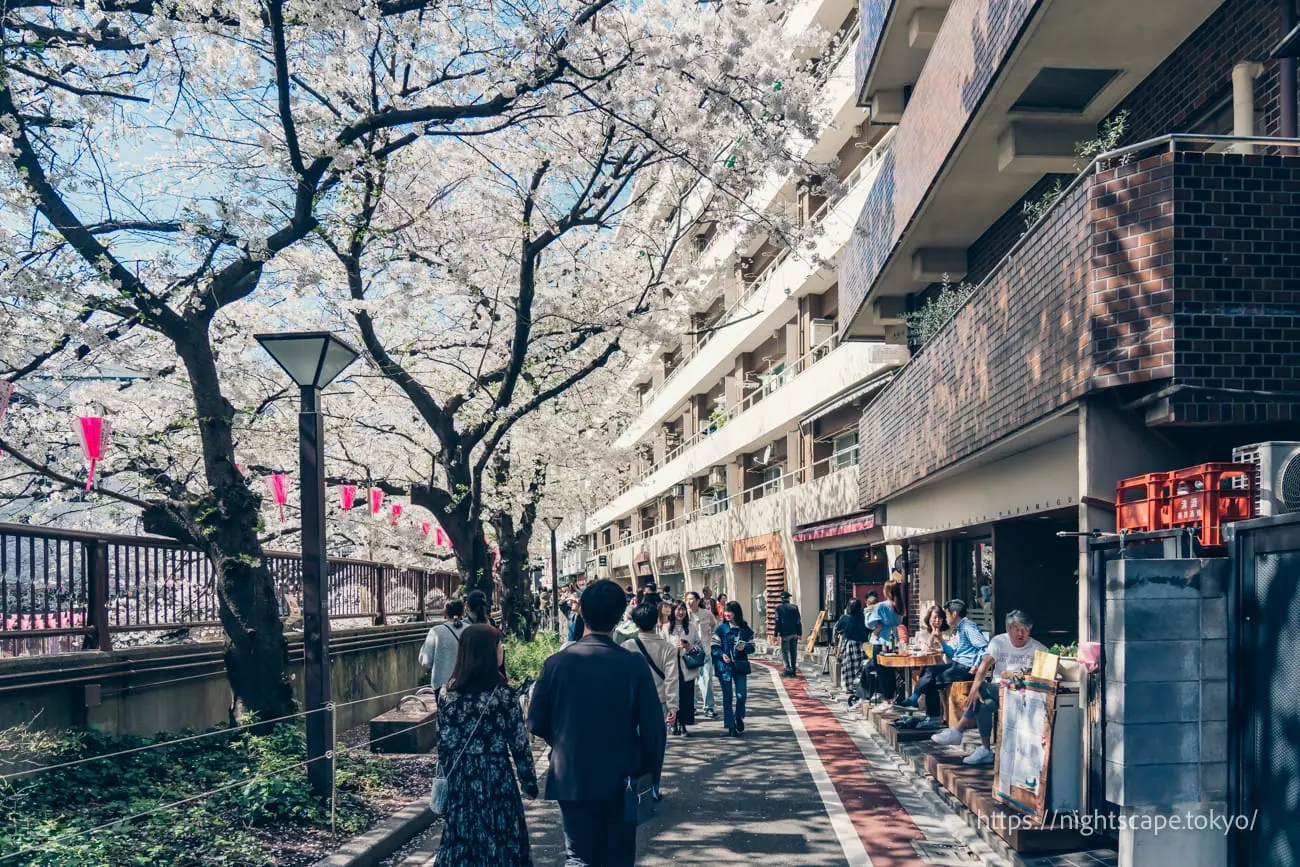 Cherry blossoms in full bloom along Meguro River promenade
