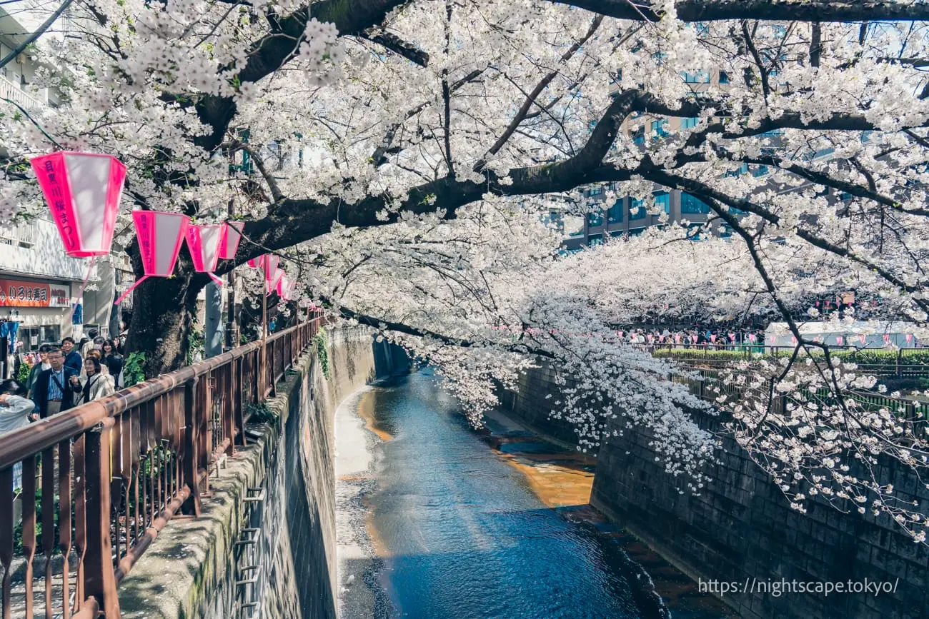 Full bloom cherry blossoms around Meguro River area