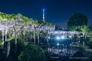 Wisteria in full bloom with Tokyo Skytree