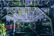 Illuminated wisteria trellis