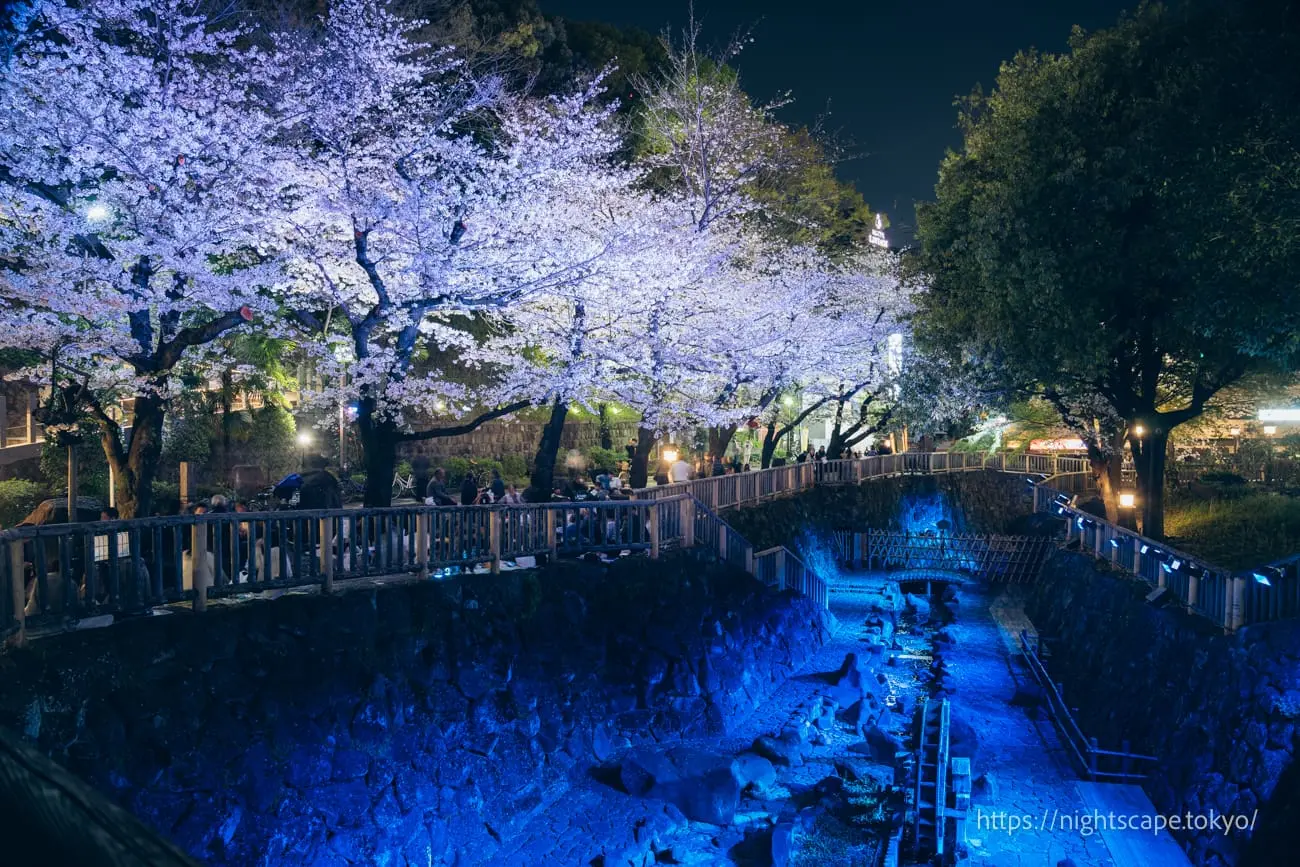 Otonashi Water Park Spring Illumination 2025の夜景